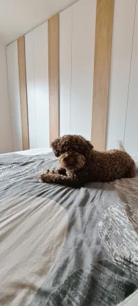 Armoire en niche - Padoue, Italie - RAL9003 laqué mat avec poignée K Rovere